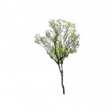 Wierzba babilońska 'Tortuosa' DUŻE SADZONKI 150-250 cm (Salix babylonica )